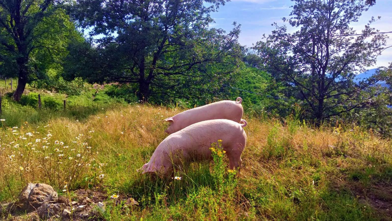 Terra Del Bosco Agriturismo Sesta Godano Zewnętrze zdjęcie